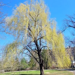 Anderson Park - weeping willow in bloom