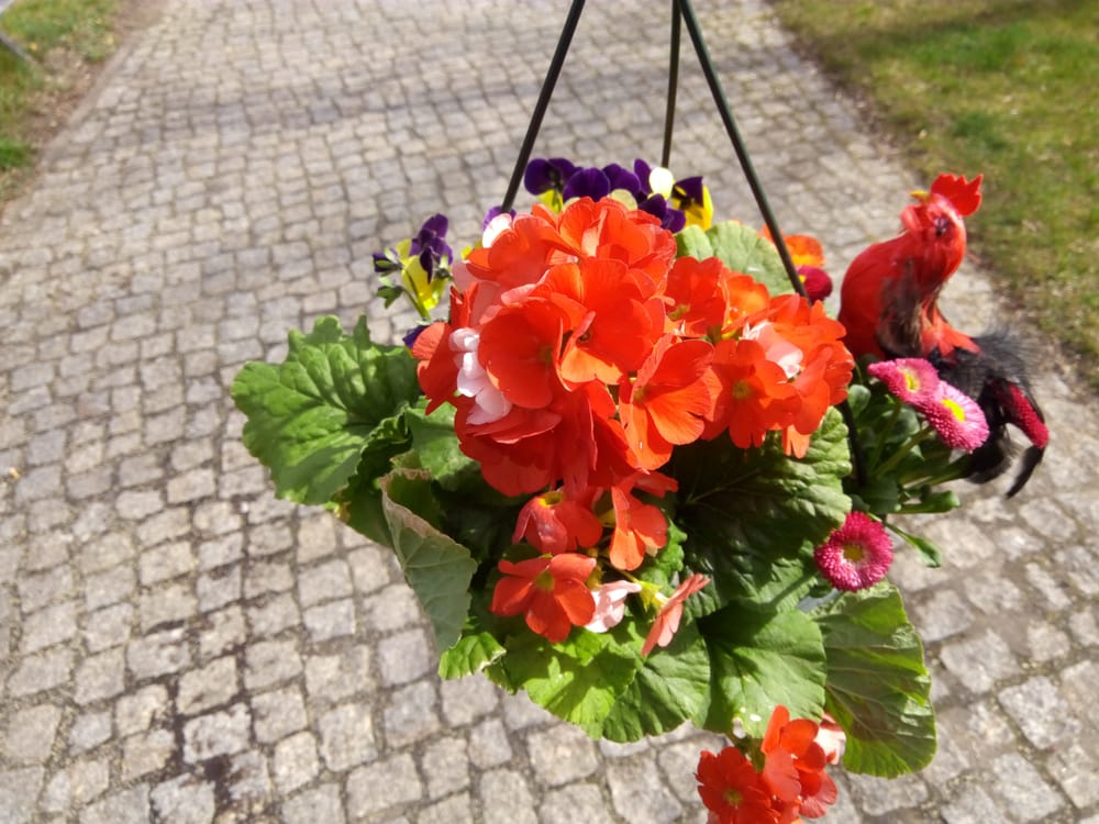 BLUMENPARADIES LISSY’S Ribnitzer Str. 24, Berlin, Germany Florists