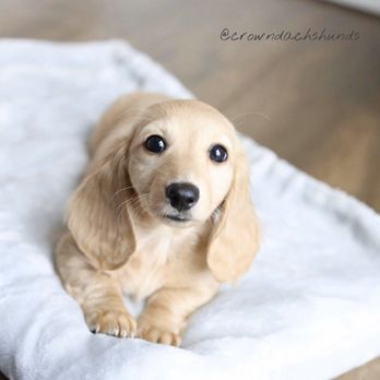 Crown Dachshunds - Pale cream miniature dachshund puppy - Pet Breeders Near Me - Loma Linda, California Crown Dachshunds - Pale cream miniature dachshund puppy - Pet Breeders Near Me - Loma Linda, California