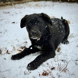Home At Last Rescue