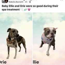 Animal House Spa