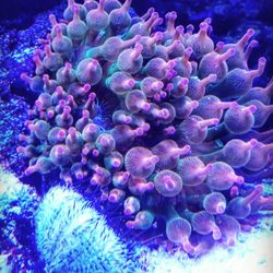 Complete Aquarium - Bubble tip anemone