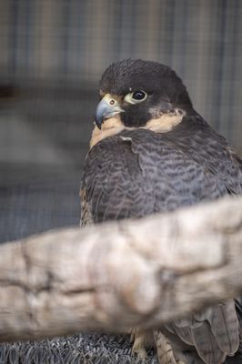 Santa Barbara Museum of Natural History by null
