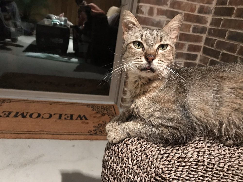 THE CAT’S MEOW VETERINARY HOSPITAL Updated April 2024 38 Photos