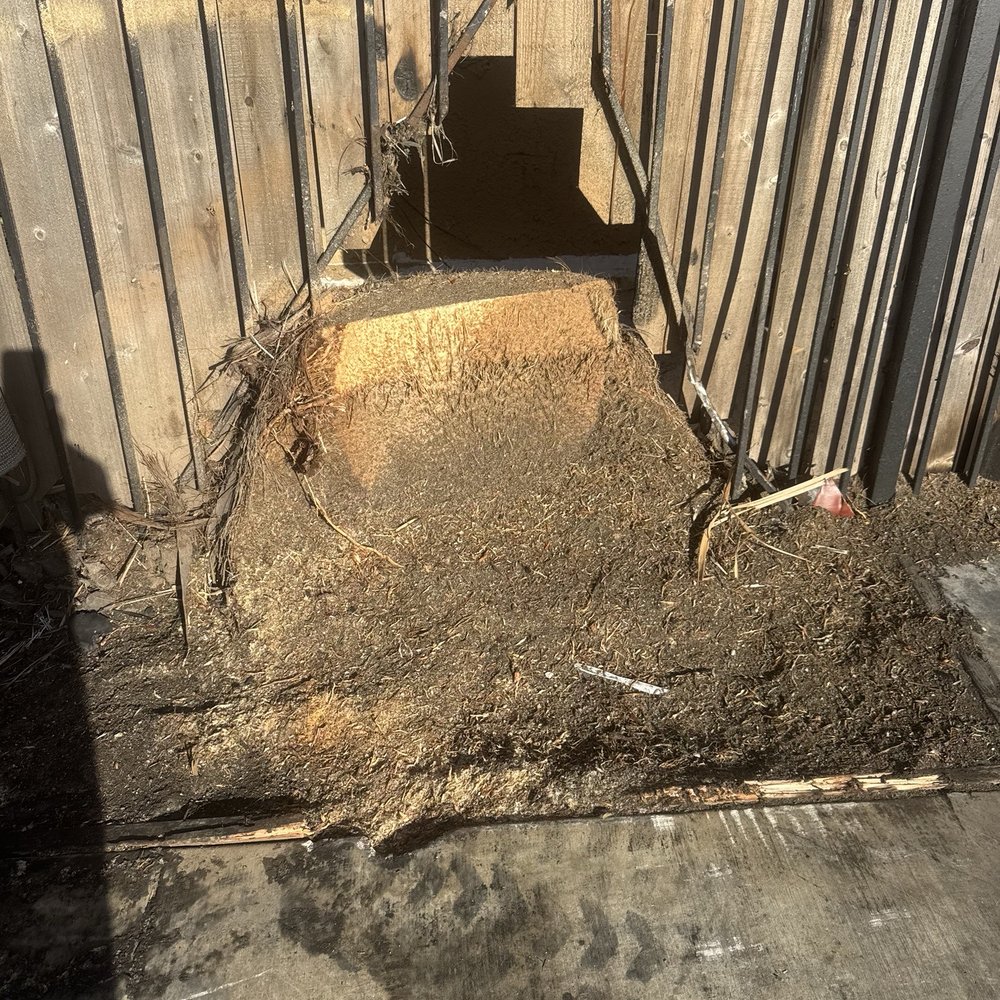 Inexpensive Tree Services - Stump - Tree Services Near Me - Los Angeles, California Inexpensive Tree Services - Stump - Tree Services Near Me - Los Angeles, California