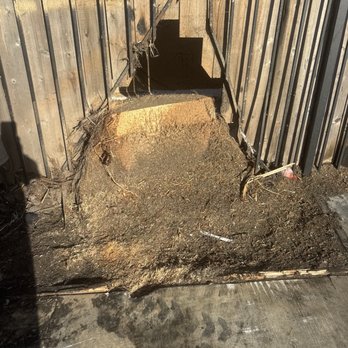Inexpensive Tree Services - Stump - Tree Services Near Me - Los Angeles, California