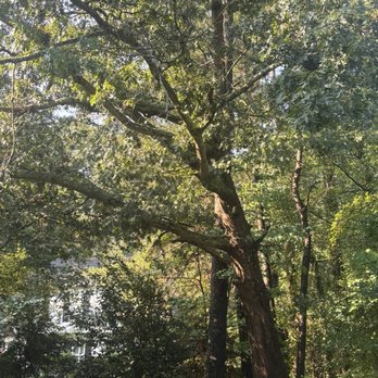 Tree Men Services - Oak tree that had uprooted after a storm. - Tree Services Near Me - Raleigh, North Carolina Tree Men Services - Oak tree that had uprooted after a storm. - Tree Services Near Me - Raleigh, North Carolina