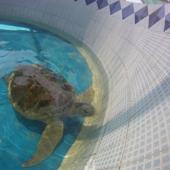 El Tortugario - Aquariums Near Me - Colima, COL El Tortugario - Aquariums Near Me - Colima, COL