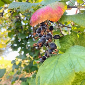 Hogan Butte Nature Park - Oregon grape - Hiking Near Me - Gresham, Oregon