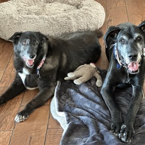 SHAWN D. FREHNER, DVM - Updated July 2025 - Las Vegas, Nevada