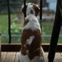 Photo of All About Dogs Grooming Salon & Daycare