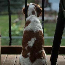 All About Dogs Grooming Salon & Daycare - Here little birdy