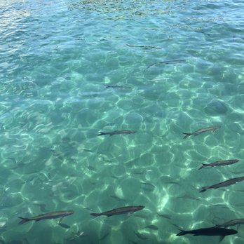 Manatee Lagoon - Aquariums Near Me - West Palm Beach, Florida Manatee Lagoon - Aquariums Near Me - West Palm Beach, Florida
