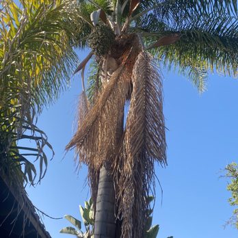Acosta Tree Service - Before picture of my palm - Tree Services Near Me Acosta Tree Service - Before picture of my palm - Tree Services Near Me