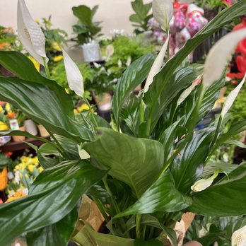 Baylee's Blooms - Peace lilies - Floral Designers Near Me Baylee's Blooms - Peace lilies - Floral Designers Near Me