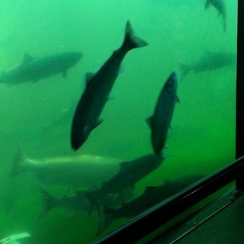 Hiram M Chittenden Locks - Salmon in the fish ladder - Landmarks & Historical Buildings Near Me - Seattle, Washington Hiram M Chittenden Locks - Salmon in the fish ladder - Landmarks & Historical Buildings Near Me - Seattle, Washington