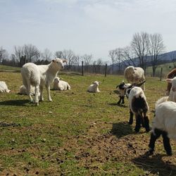 ZigBone Farm Retreat - Our herd