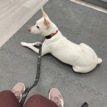 Berkeley Animal Hospital - My dog and I in the exam room! Comfy mats for the dogs. - Veterinarians Near Me - Berkeley, California