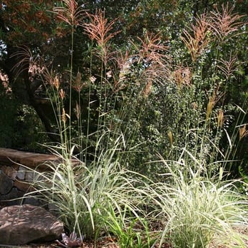 Sacred Space Garden Design Inc. - Landscaping Near Me - Tujunga, California Sacred Space Garden Design Inc. - Landscaping Near Me - Tujunga, California