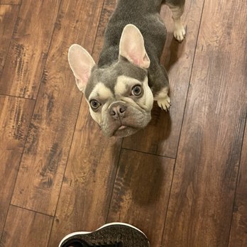 Austin Urban Veterinary Center - Happy Dr. Helen patient. Skin issue totally resolved. - Veterinarians Near Me - Austin, Texas Austin Urban Veterinary Center - Happy Dr. Helen patient. Skin issue totally resolved. - Veterinarians Near Me - Austin, Texas