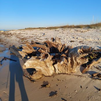 Fort Morgan Beach - Tree trunk - Beaches Near Me - Gulf Shores, Alabama