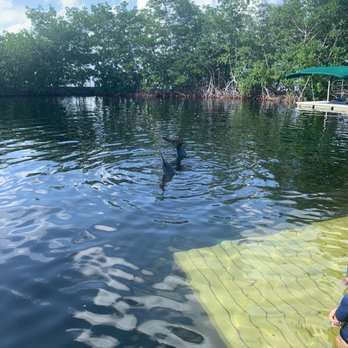 Dolphins Plus - Waving goodbye - Aquariums Near Me - Key Largo, Florida