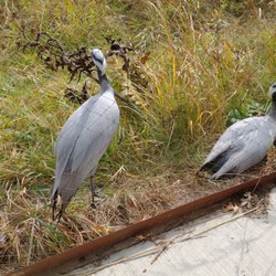 Sandhills