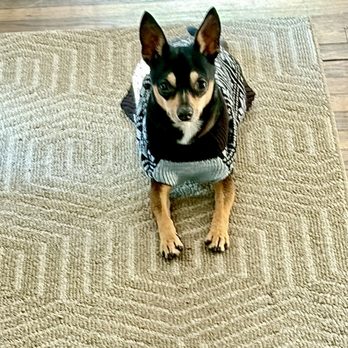 Small Dog Rescue - Benjamin - Pet Adoption Near Me - Cranston, Rhode Island Small Dog Rescue - Benjamin - Pet Adoption Near Me - Cranston, Rhode Island