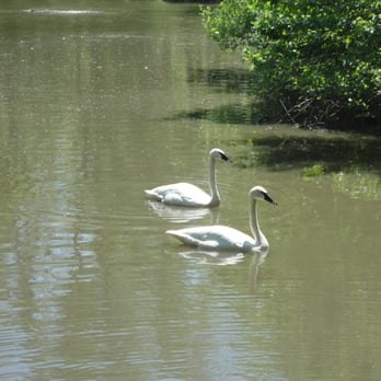 Blank Park Zoo - Swans! - Zoos Near Me - Des Moines, Iowa Blank Park Zoo - Swans! - Zoos Near Me - Des Moines, Iowa