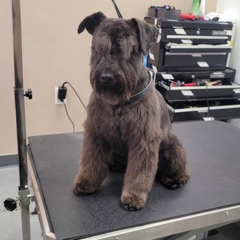 Destiny's Grooming - After grooming - Pet Groomers Near Me - Portland, Oregon Destiny's Grooming - After grooming - Pet Groomers Near Me - Portland, Oregon