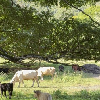 Kualoa Ranch - Tours Near Me - Kaneohe, Hawaii Kualoa Ranch - Tours Near Me - Kaneohe, Hawaii