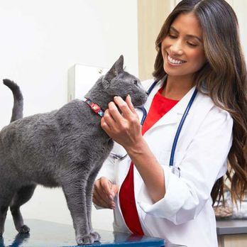 Vetco Total Care - Veterinarians Near Me - Elmhurst, Illinois Vetco Total Care - Veterinarians Near Me - Elmhurst, Illinois