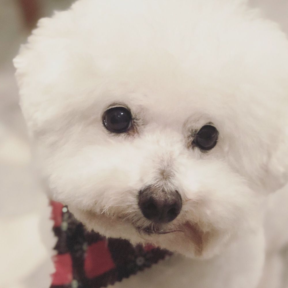 Bonejour Pet Resort & Spa - Groom by Amelia - Pet Groomers Near Me - Gretna, Louisiana