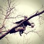Photo of Toppers & Choppers Tree Service
