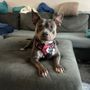 Photo of Tuff Pup Training