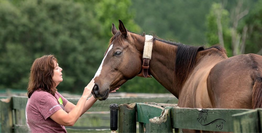 EQUINE RESCUE OF AIKEN 78 Photos 532 Glenwood Dr, Aiken, SC Yelp