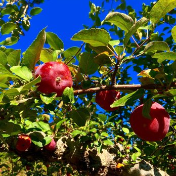 Dr Davies Farm Stand - apples growing on a tree - Farmers Market Near Me - Congers, New York Dr Davies Farm Stand - apples growing on a tree - Farmers Market Near Me - Congers, New York