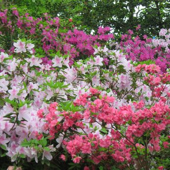 WRAL Azalea Gardens - Botanical Gardens Near Me - Raleigh, North Carolina