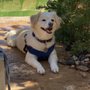 Photo of The Bark Butler
