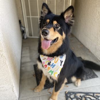 Pups in Tubs - Thor after his grooming appointment! - Pet Groomers Near Me - Los Angeles, California