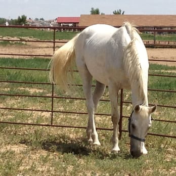 12 Mile Stables - Horseback Riding Near Me - Aurora, Colorado