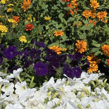 Cascade Greenhouse - Gorgeous selection - Nurseries & Gardening Near Me - Vancouver, Washington