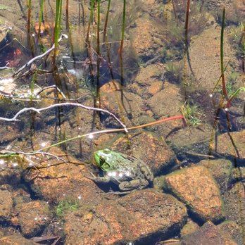 Jordan Pond Hiking trails - One bit of wildlife we saw - Hiking Near Me - Bar Harbor, Maine