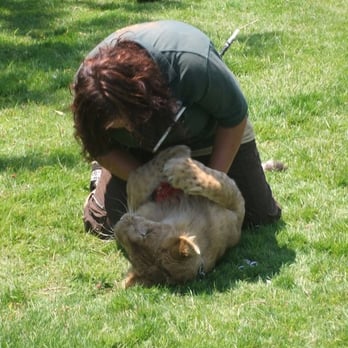 Jungle Cat World Wildlife Park - A staff hanging out with a young lion, kids loved it - Zoos Near Me - Orono, Ontario Jungle Cat World Wildlife Park - A staff hanging out with a young lion, kids loved it - Zoos Near Me - Orono, Ontario