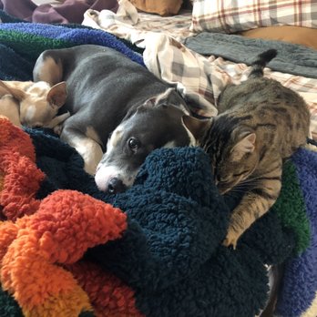 Emergency Pet Intensive Care - Home recovering with his family. Thank you EPIC - Emergency Pet Hospital Near Me - Temecula, California Emergency Pet Intensive Care - Home recovering with his family. Thank you EPIC - Emergency Pet Hospital Near Me - Temecula, California