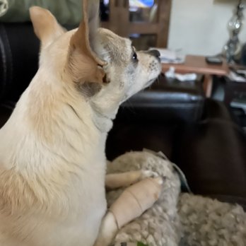 Michael Suda DVM - All better! Thank you Dr. Suda! - Veterinarians Near Me - Fresno, California Michael Suda DVM - All better! Thank you Dr. Suda! - Veterinarians Near Me - Fresno, California
