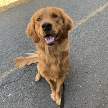 Tail Wagging Dog Services - Dog Walkers Near Me Tail Wagging Dog Services - Dog Walkers Near Me