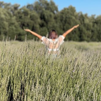 Lavender Festival - Fields & fields of Lavender - Festivals Near Me - Cherry Valley, California