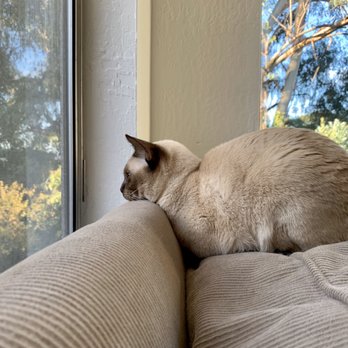 The Squeegee Guy Professional Window Cleaning - The cat's tv experience is revolutionized. - Window Washing Near Me