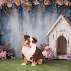 Top Shelf Bullies 909 - One year old photo.